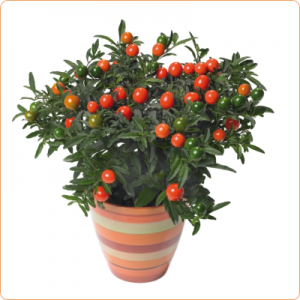 Solanum Thurino