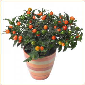 Solanum Tucana